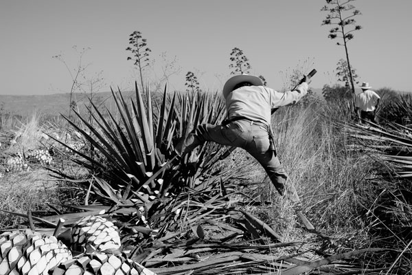 Eleven20 Tequila - Our Process - Harvesting